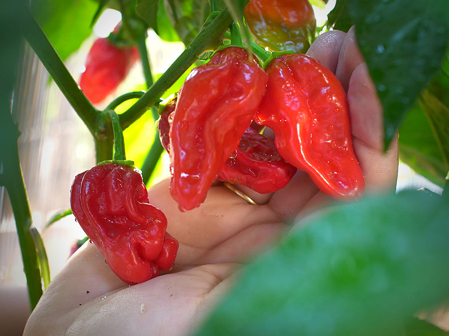 a bhut jolokia cross