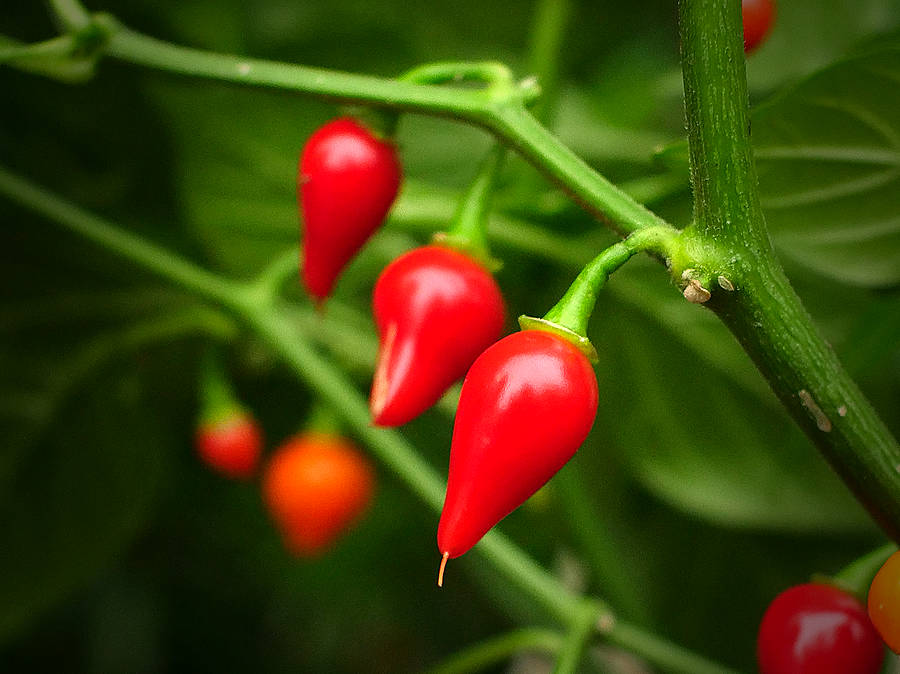 World of Chillies Biquinho chilli pods fully ripened