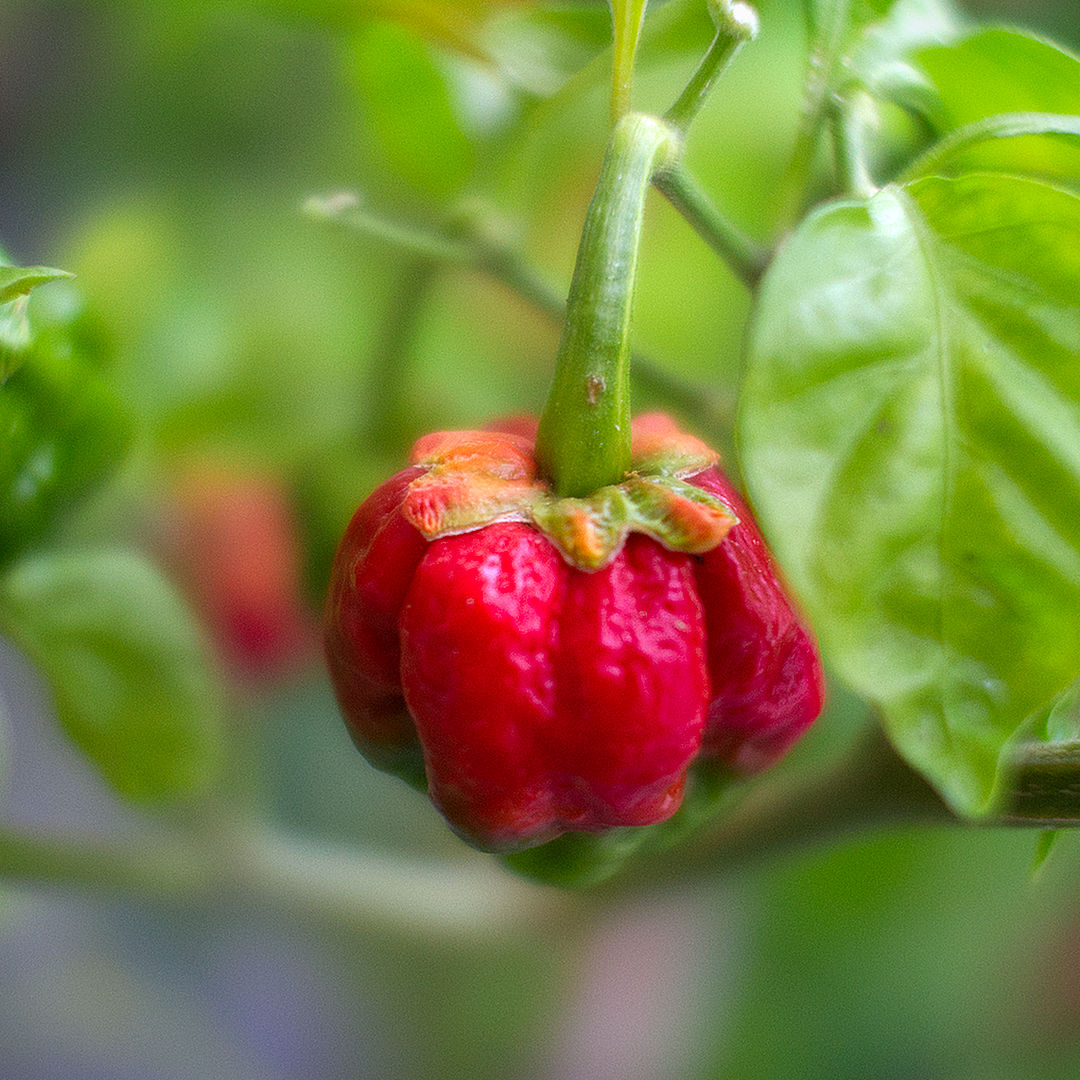7 Pot Bubblegum Chilli