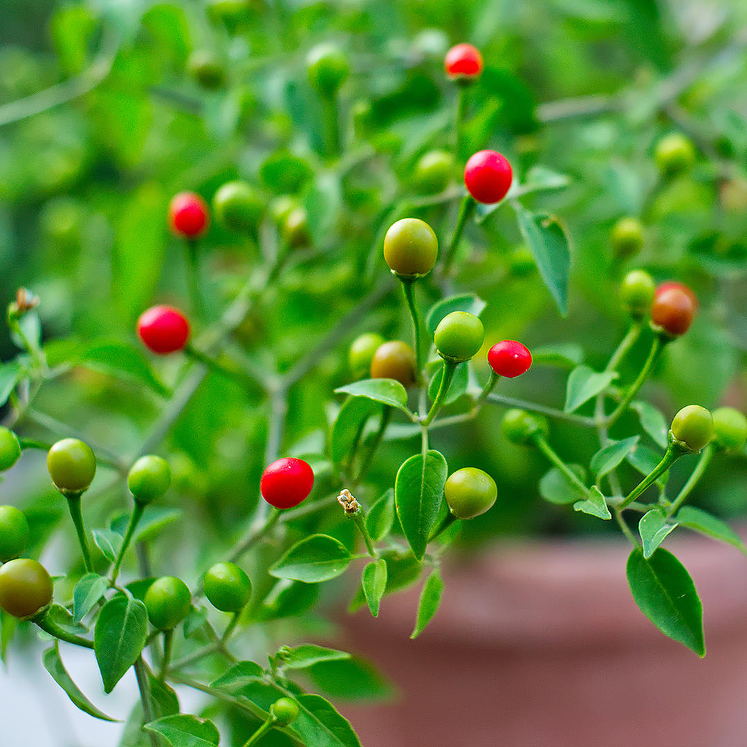 chiltepin chili plant close up