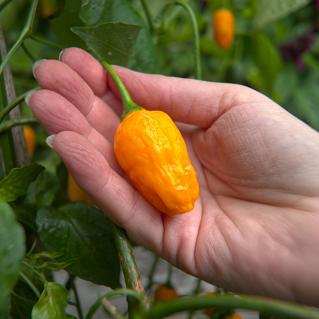 World of Chillies El Oro de Ecuador mature wrinkled pod showing final shape