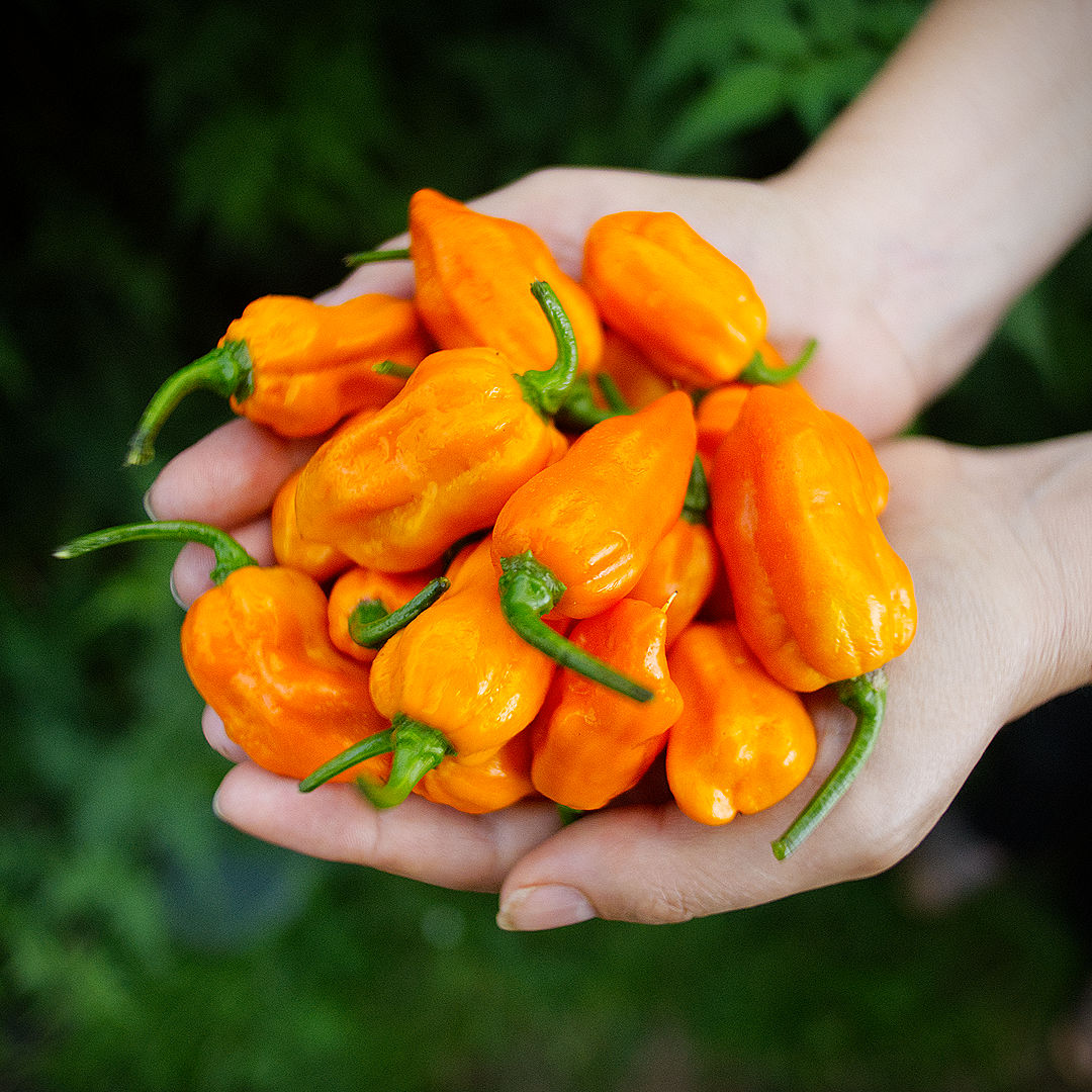 Lemon Habanero 