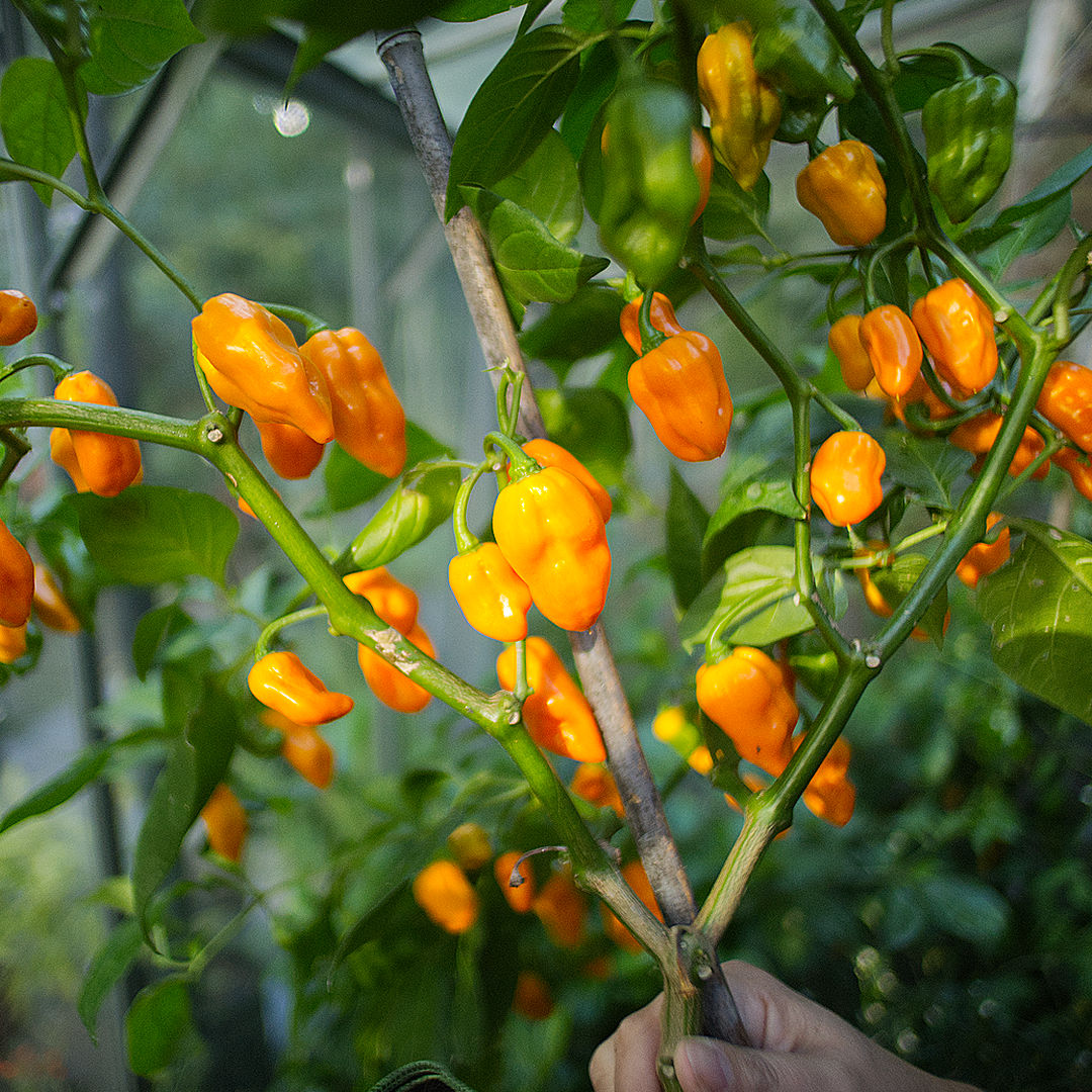 Lemon Habanero 