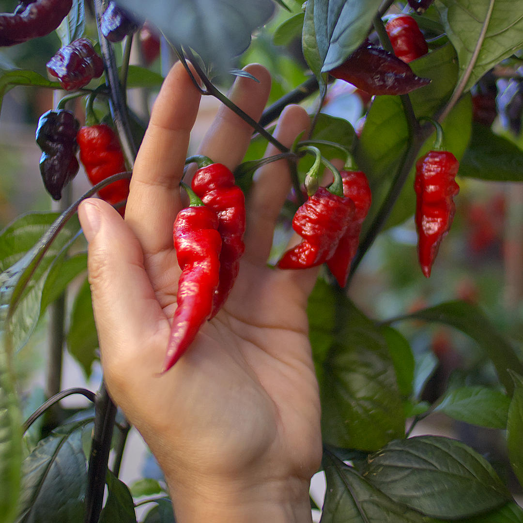 World of Chillies: Hand beside red and dark Nazgûl’s Breakfast chillies growing on the plant.