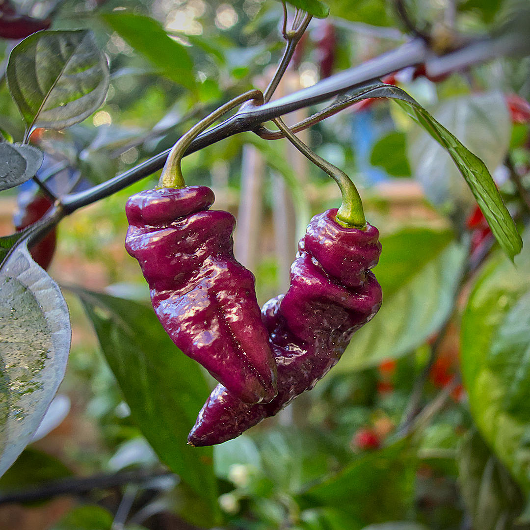 World of Chillies: Two wrinkled, deep purple Nazgûl’s Breakfast chillies hanging from a branch.