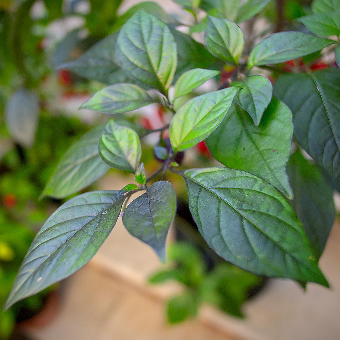 World of Chillies: Nazgûl’s Breakfast foliage with dark stems and purple tinted leaves.