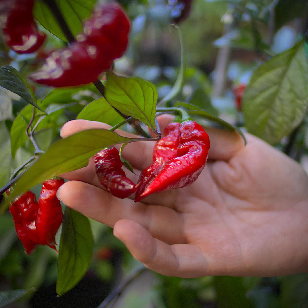 1. World of Chillies: Hand holding a glossy red, wrinkled Nazgûl’s Breakfast chilli on the plant.