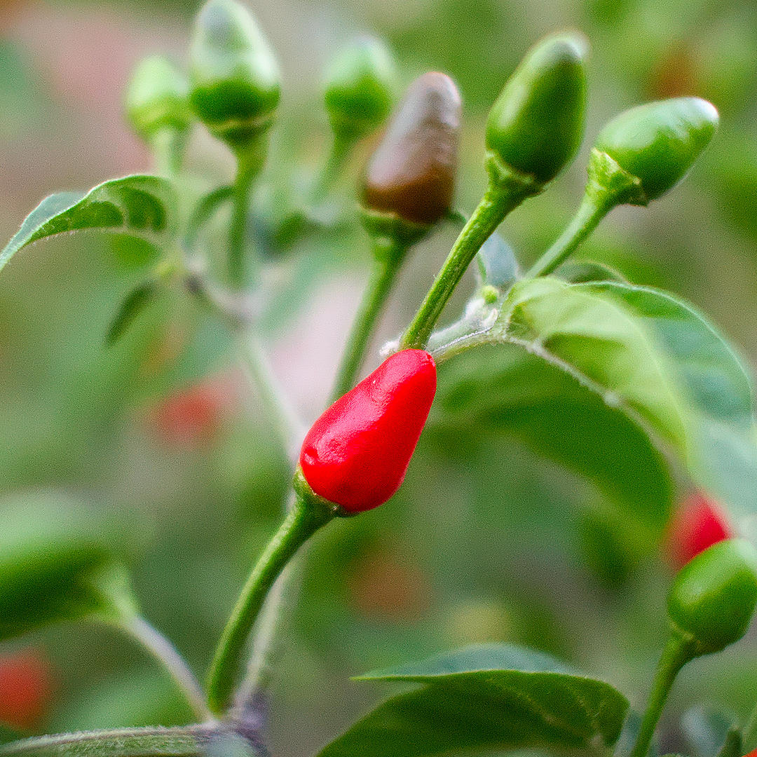 Pequin chilli pods up close