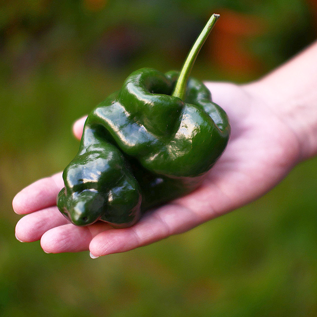 Poblano