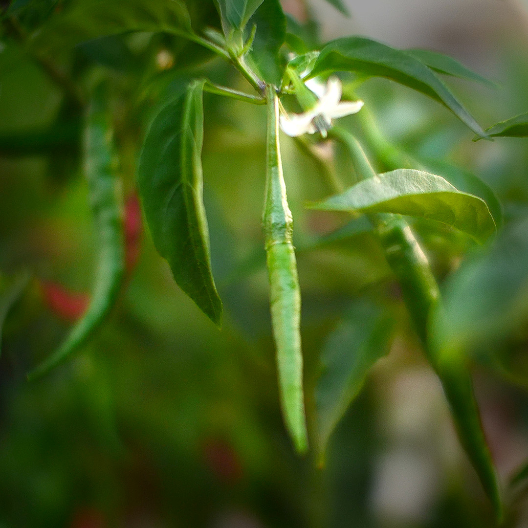 Thai dragon chilli