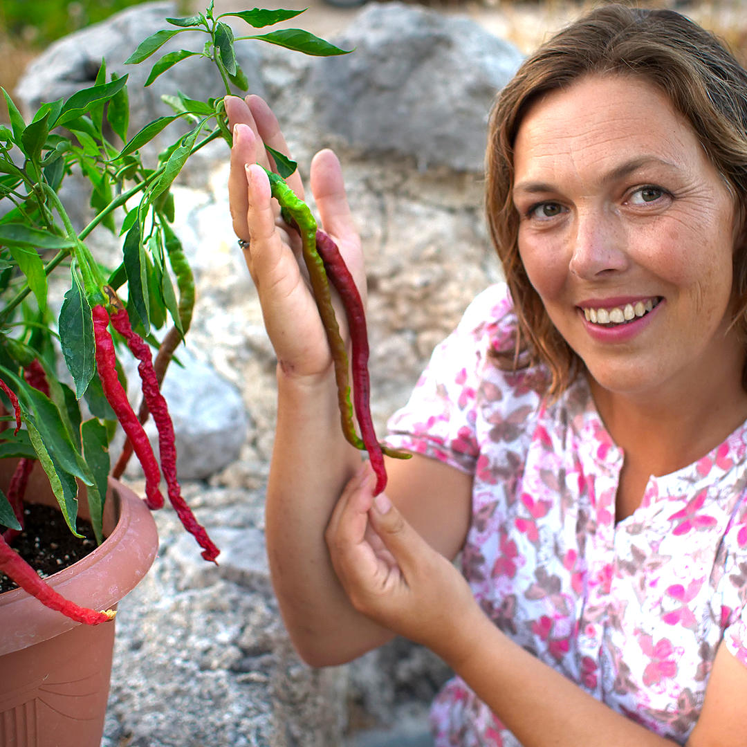 World of Chillies Thunder Mountain Longhorn with grower