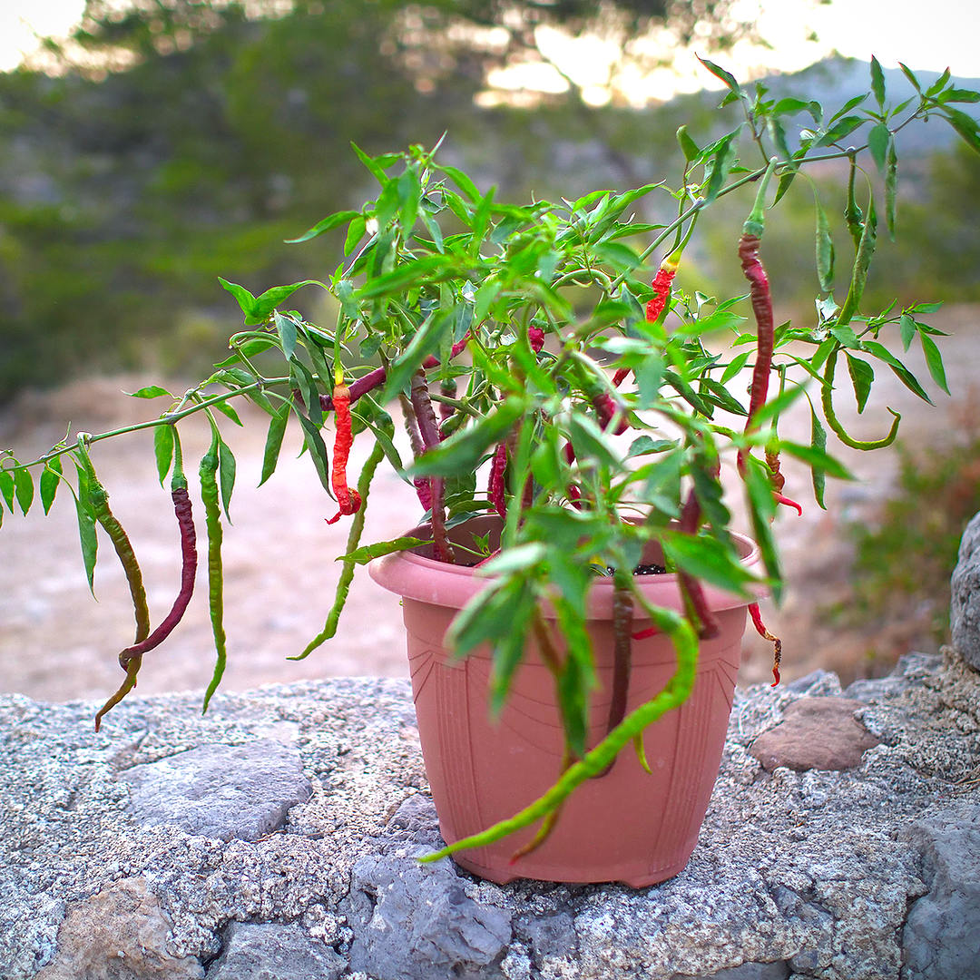 World of Chillies Thunder Mountain Longhorn in a pot