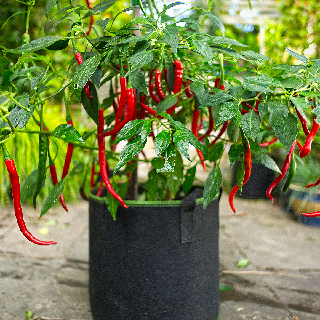 vindaloo chilli