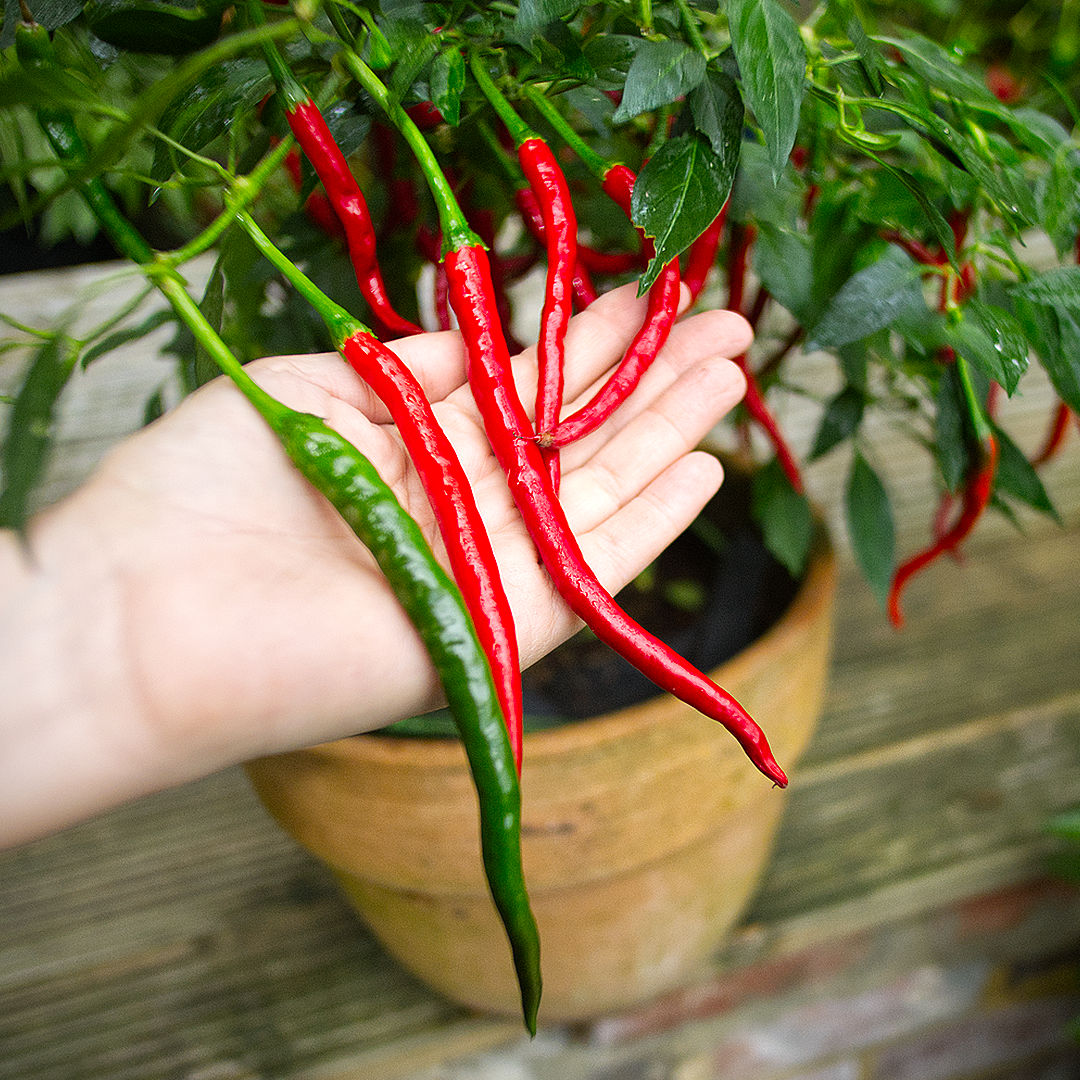 vindaloo chilli