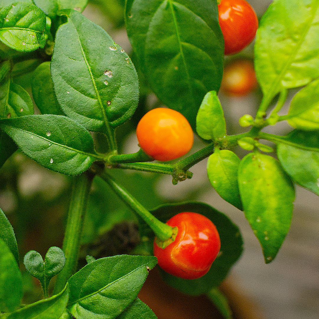 Wiri Wiri Chilli close up