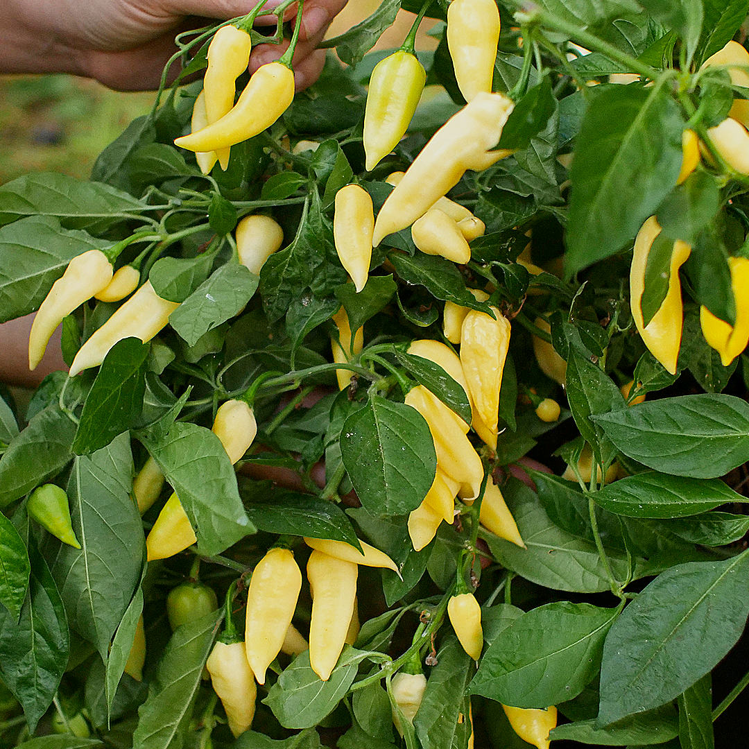 wratih chilli