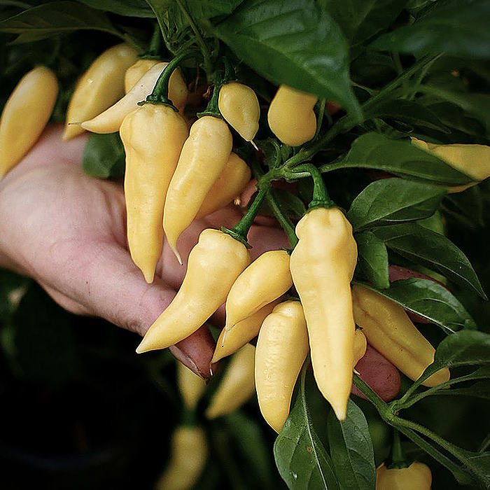 wratih chilli
