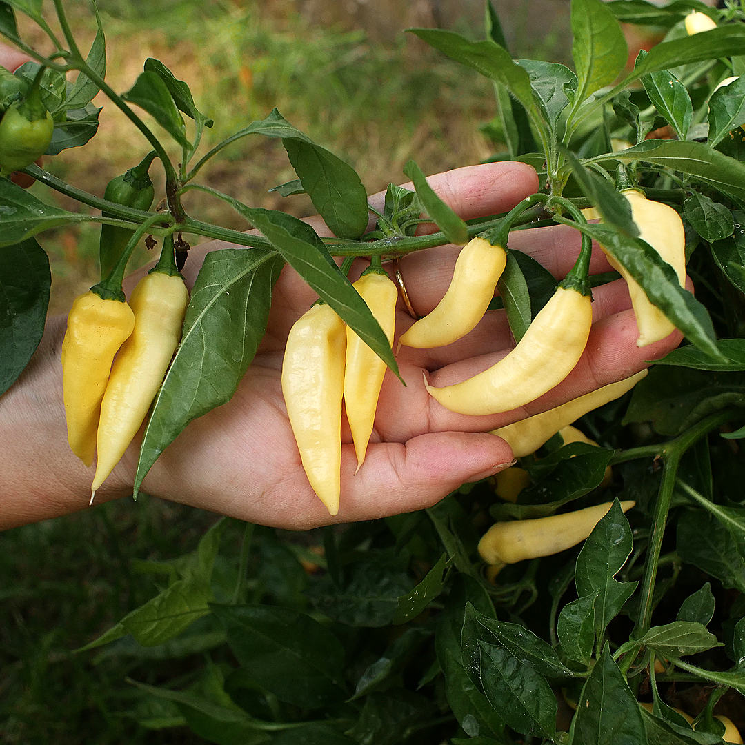 wratih chilli
