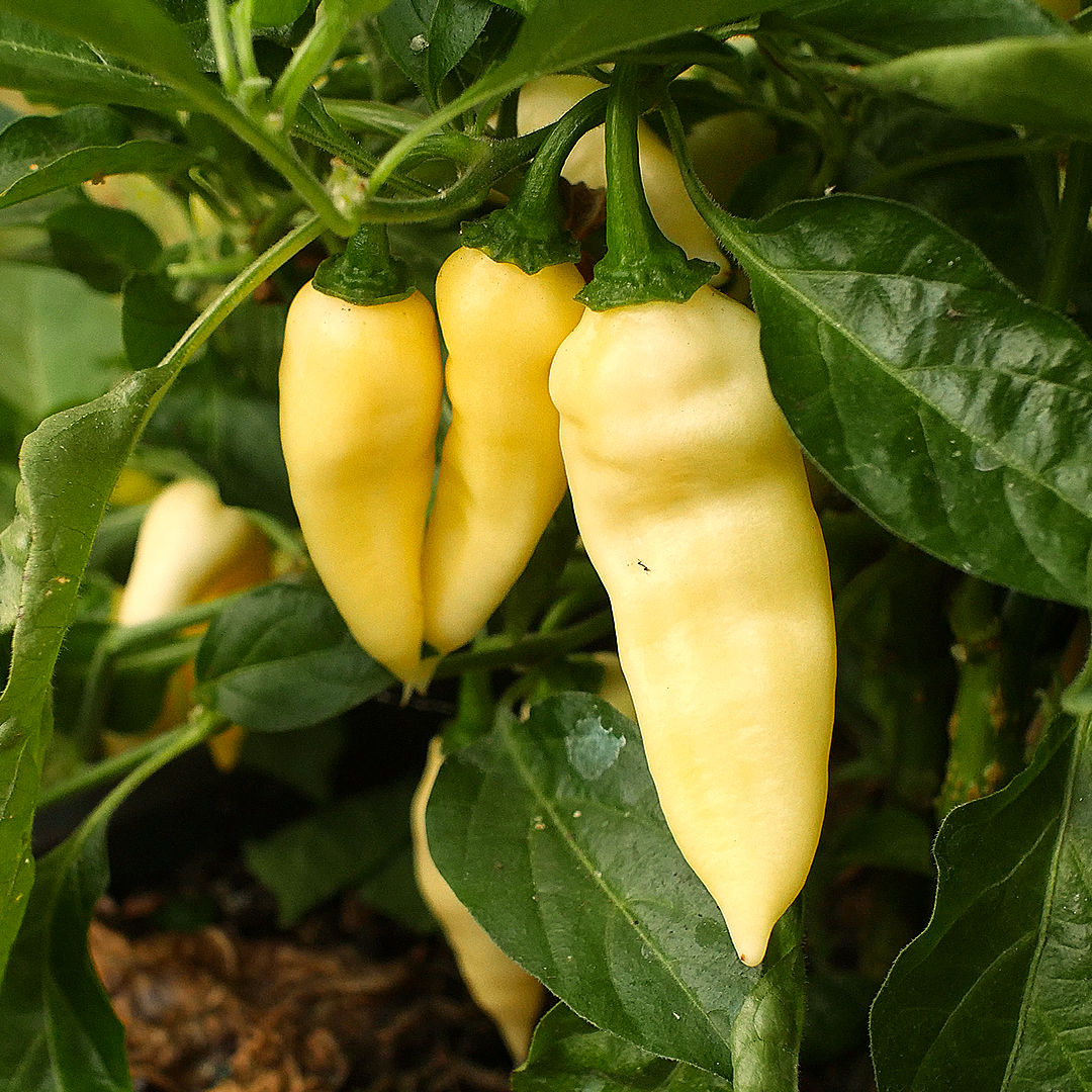 wratih chilli