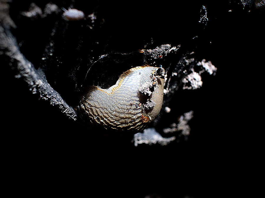 garden slug