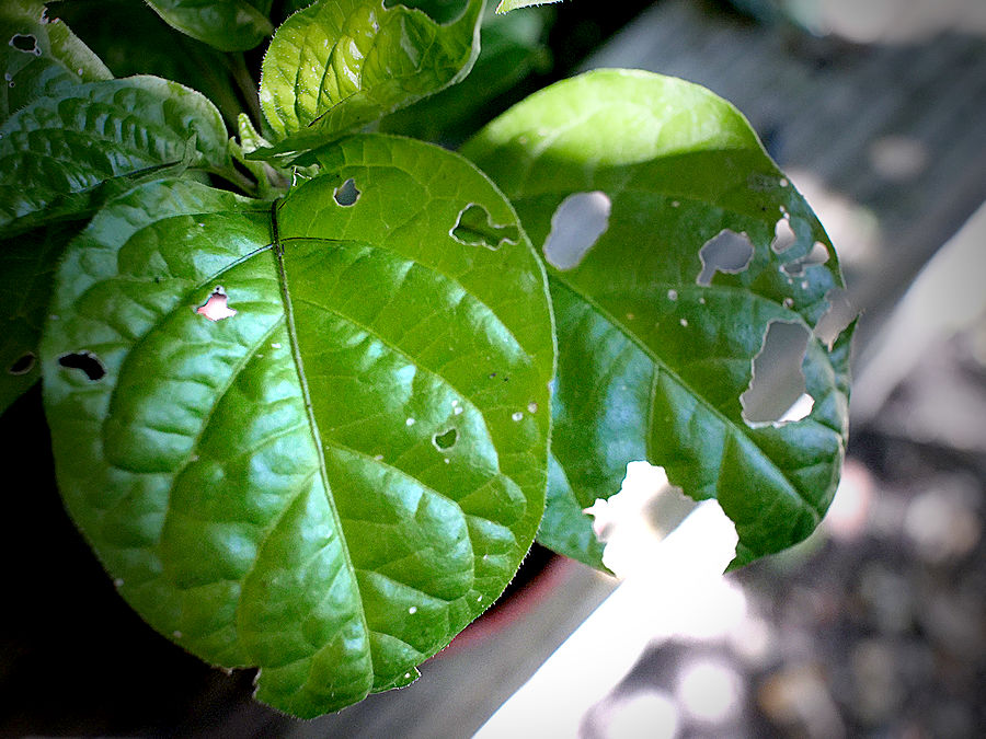 slug damage