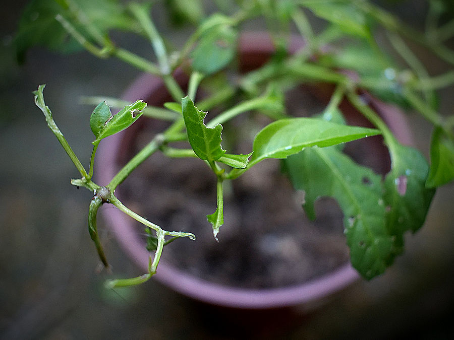 slug damaged leaf