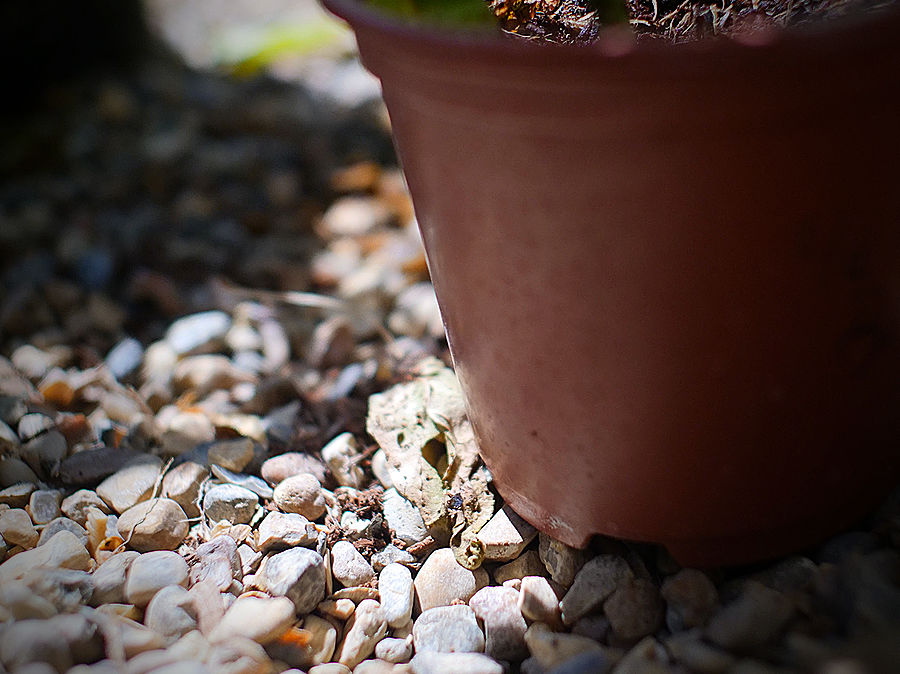gravel stop slugs and snails
