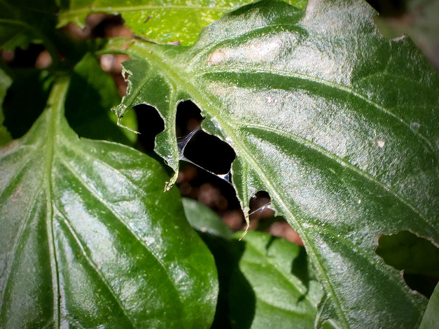 slug eaten leaf