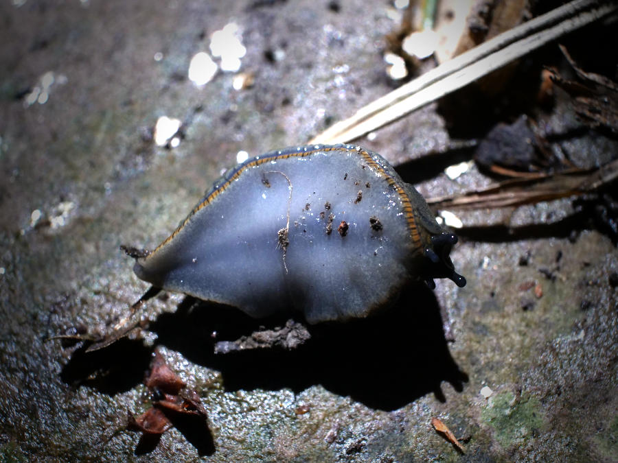 garden slug