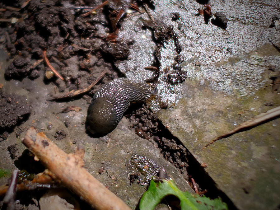 garden slug