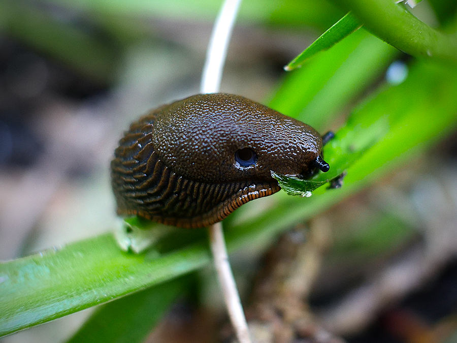 garden slug