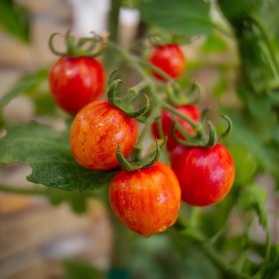  World of Chillies Bumblebee tomatoes with amber and red streaks on the vine 