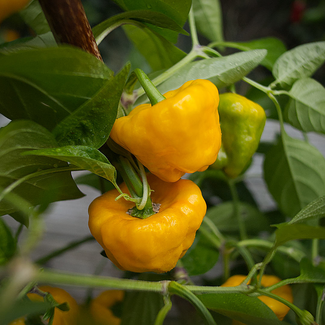  World of Chillies: Golden yellow Jamaican Hot chillies ripening on the plant among green leaves. 