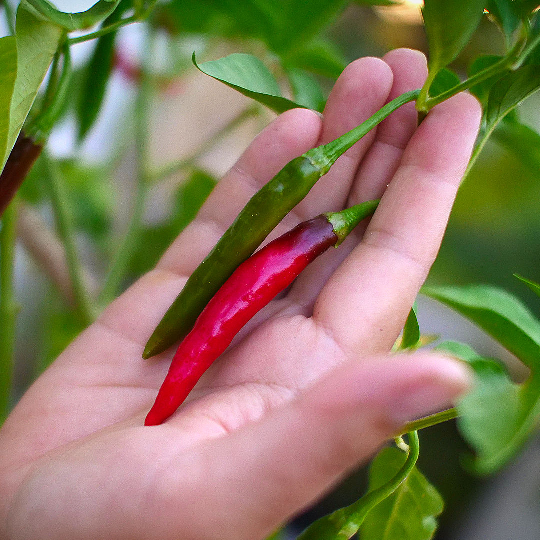  Long, lightly twisted pods are typical of traditional Indian green chillies. 