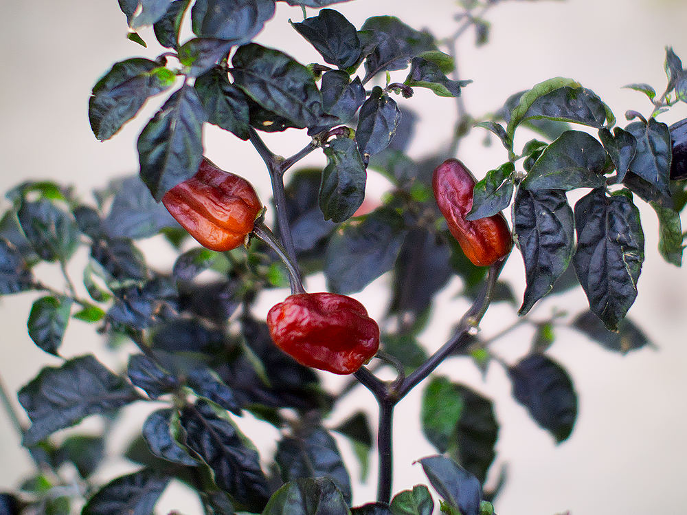 Pimenta Puma