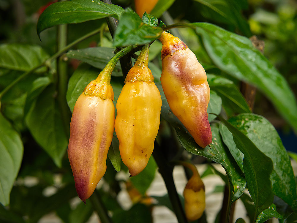 Peach Gum Tiger Chilli