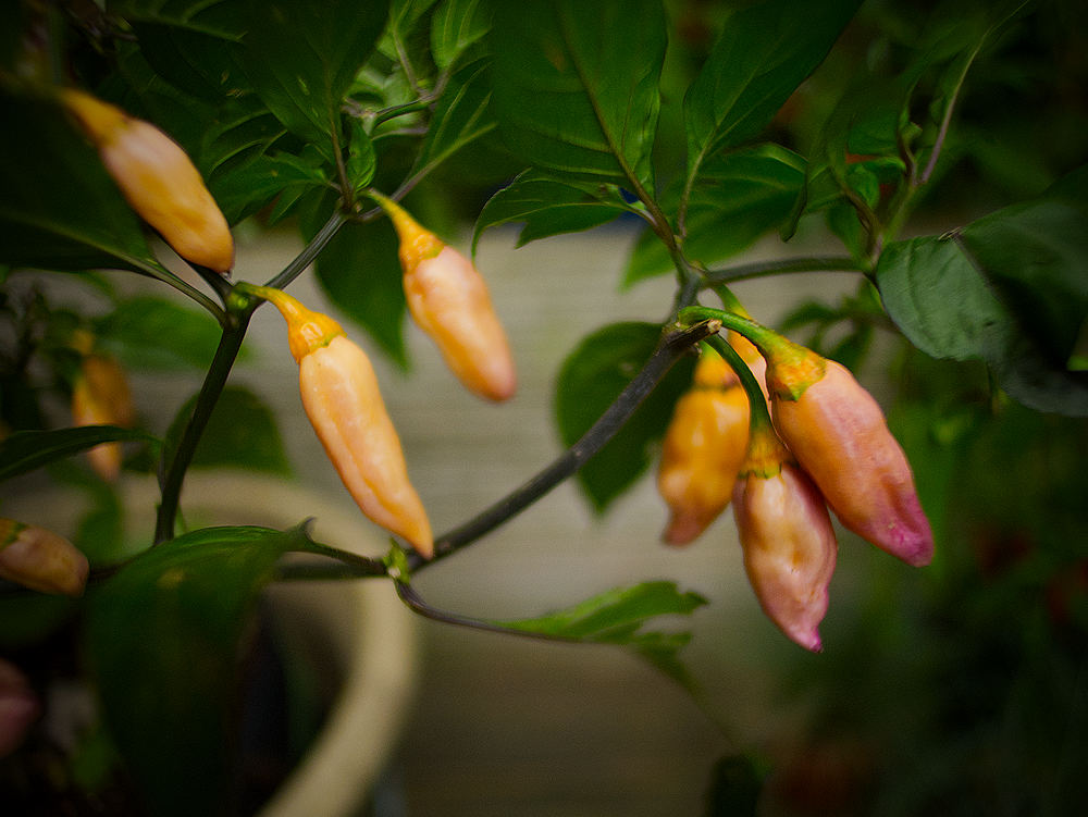 Peach Gum Tiger Chilli