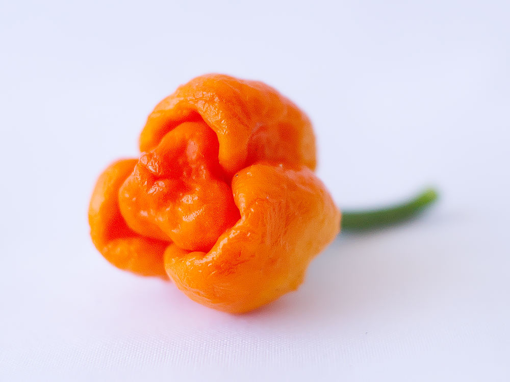 Borg 9 Chilli