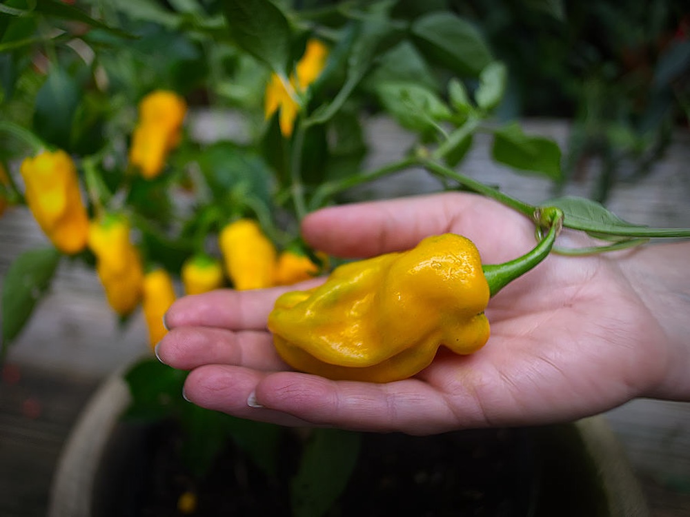 Pepperoncini chillies