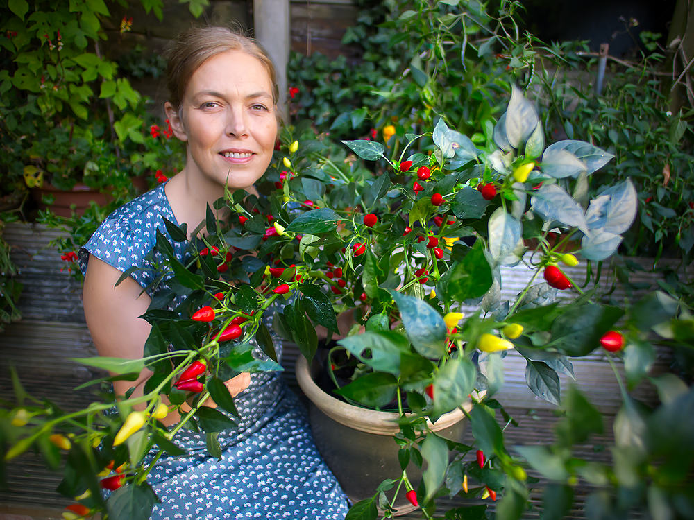 Turkish Pickling chilli plant