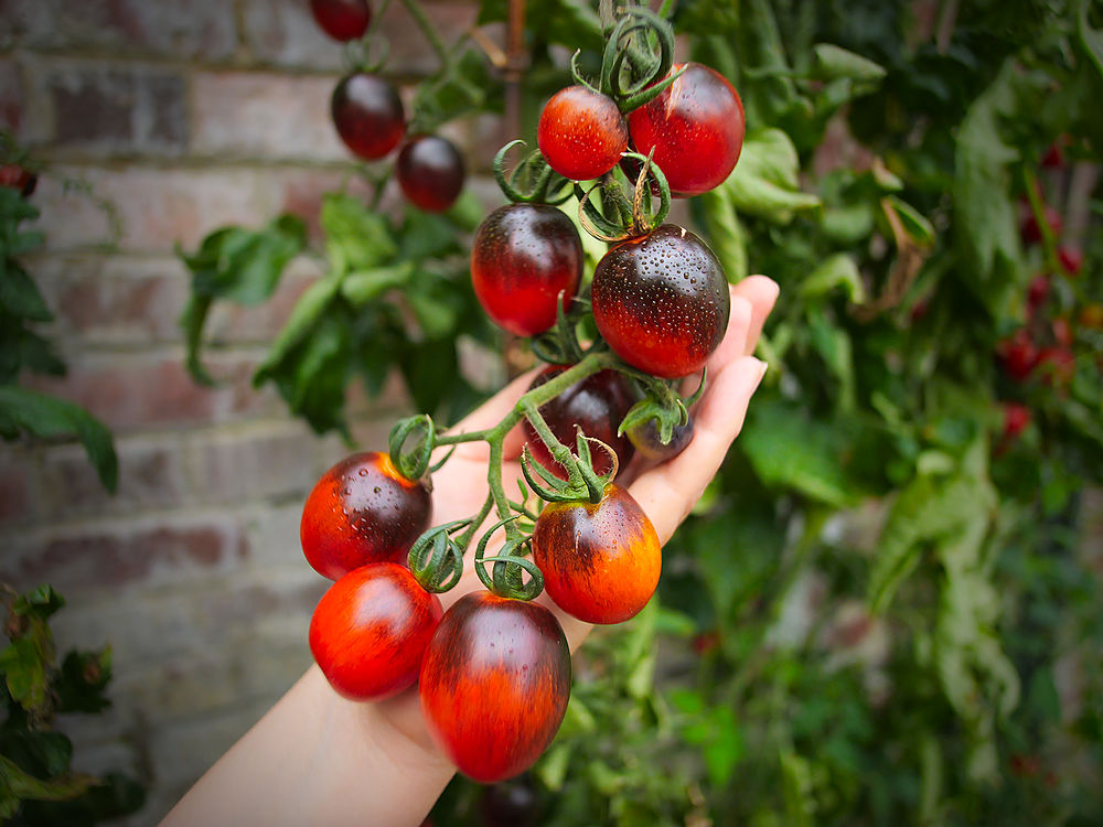 Black Moon Tomatoes