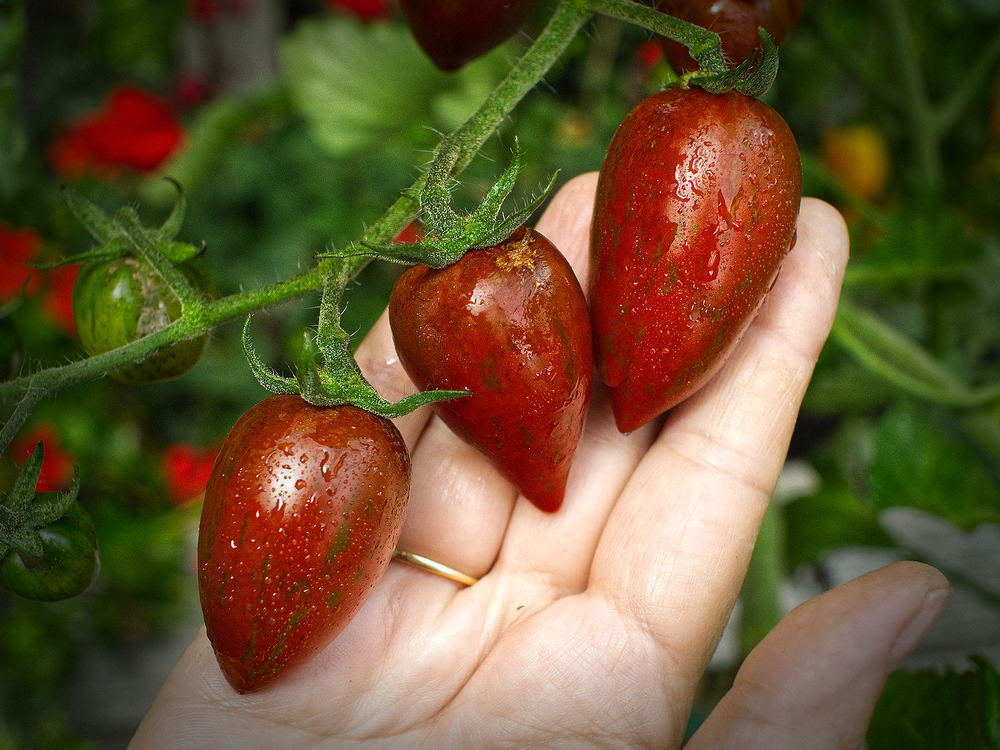 Shimmer tomatoes