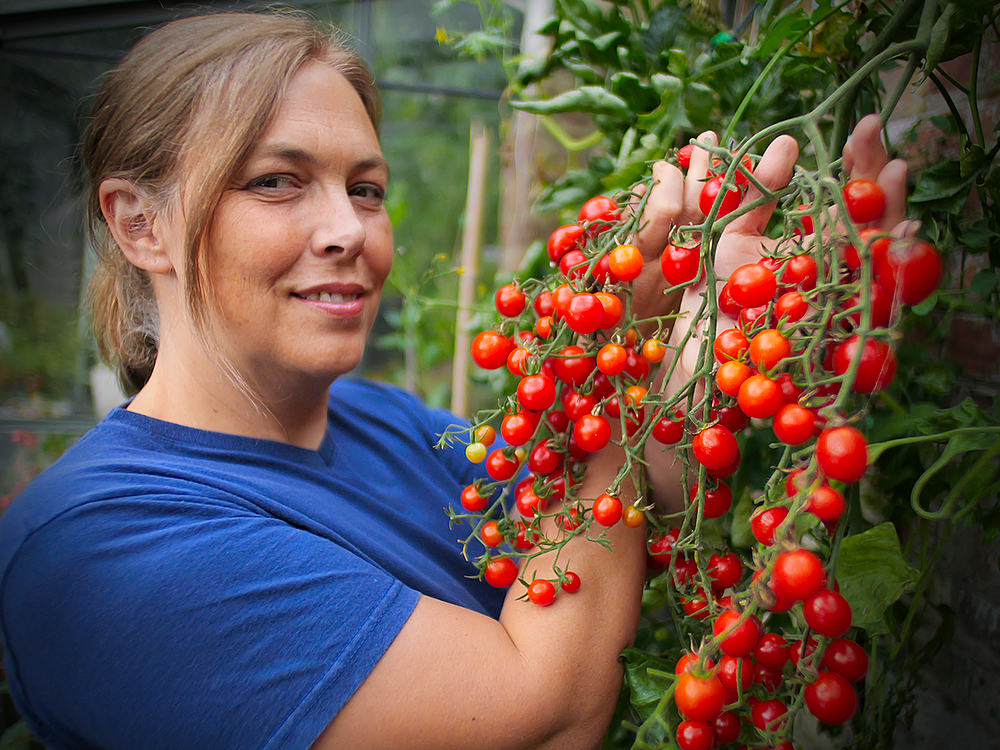 Sweet Million tomatoes