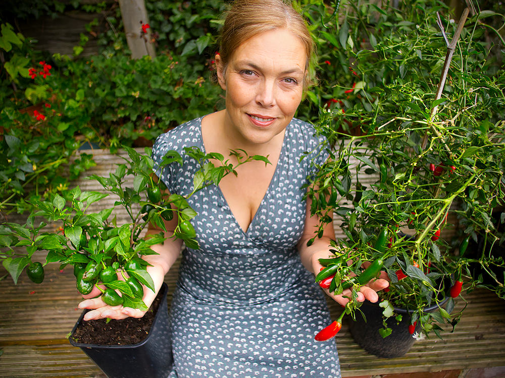 Jalapeno and serrano chilli plants