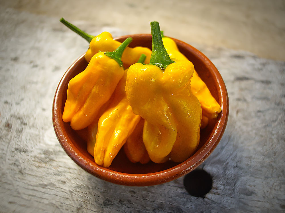 Pepperonici chilli pods