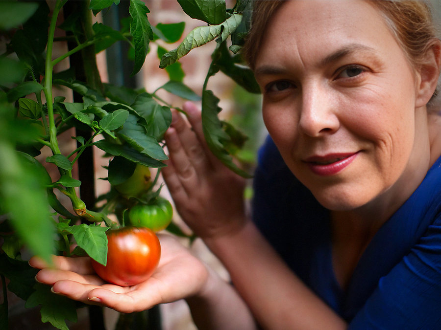 Purple Cherokee tomato