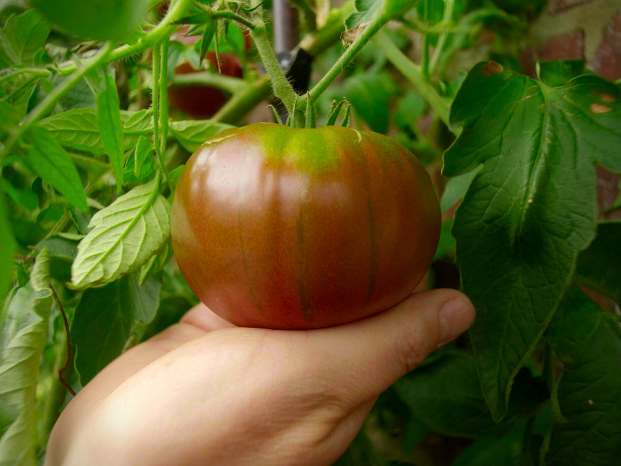 Purple Cherokee tomato