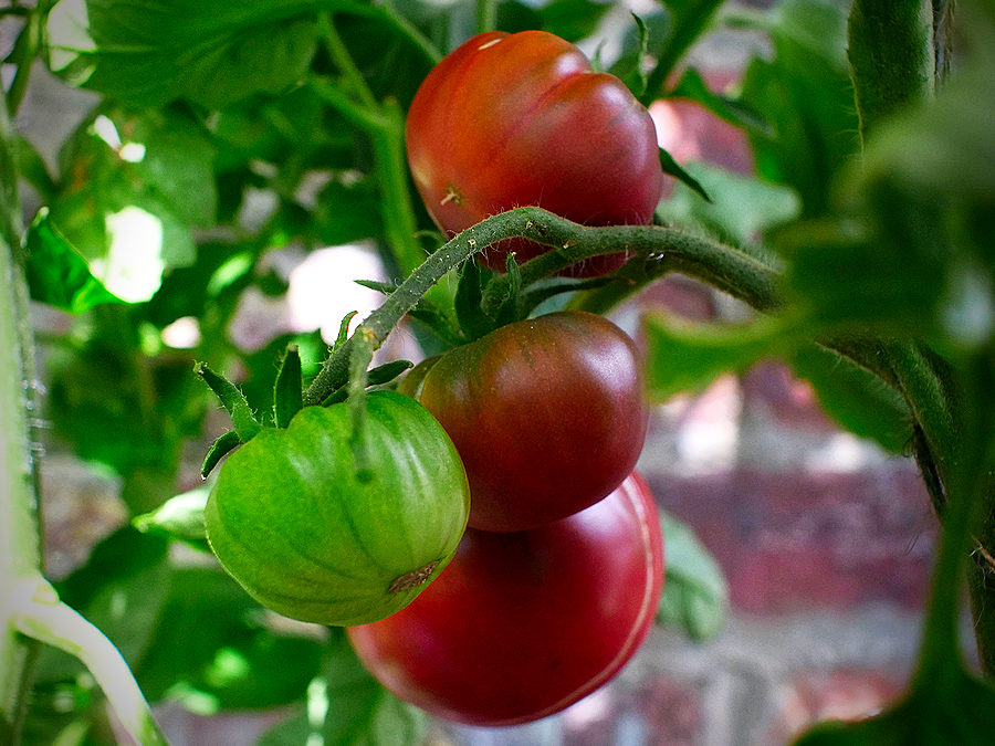 deep colour of Purple Cherokee tomato