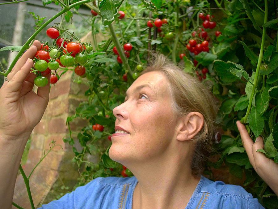 Suncherry tomato