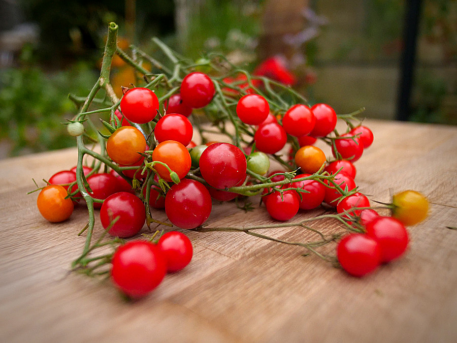heavy cropping suncherry